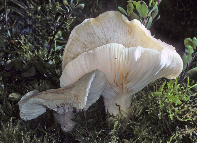 Hygrophorus gliocyclus